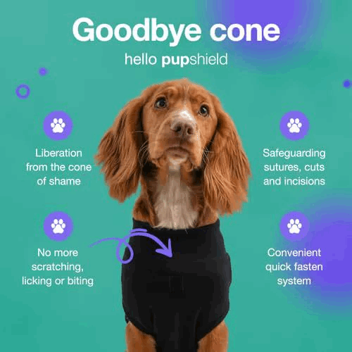 Pet sterilization suit wound anti licking suit suitable for all body types of dogs surgical recovery clothing set - Smart Savvy