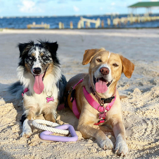 Pet Pulling Toy Dog Chewing Toy Pet TPR Toy Triangle Pulling Training Interactive Funny Dog Toy eprolo